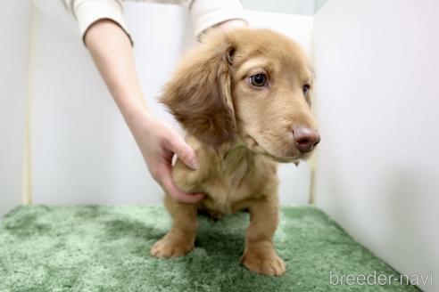 成約済の群馬県のミニチュアダックスフンド(ロングヘアード)-217055の10枚目