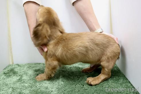 成約済の群馬県のミニチュアダックスフンド(ロングヘアード)-217055の9枚目