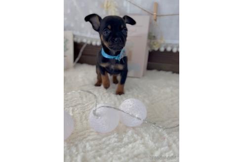 成約済の福岡県のミックス犬-220888