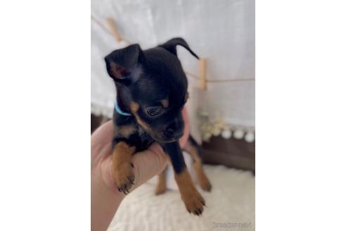 成約済の福岡県のミックス犬-220888の9枚目