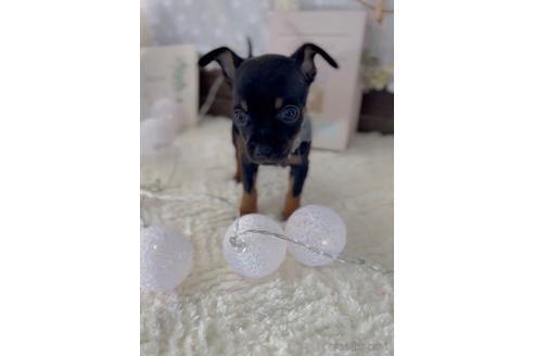 成約済の福岡県のミックス犬-220888の7枚目