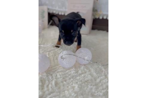 成約済の福岡県のミックス犬-220888の8枚目