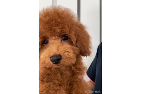 成約済の埼玉県のトイプードル-214898の2枚目