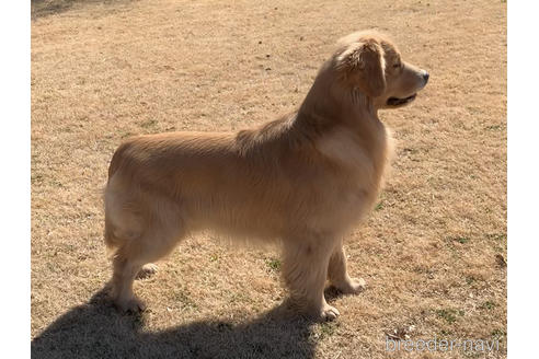 千葉県のゴールデンレトリーバー｜男の子・ゴールド(親犬ID：7099)