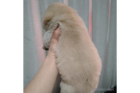成約済の北海道のミックス犬-223144の2枚目