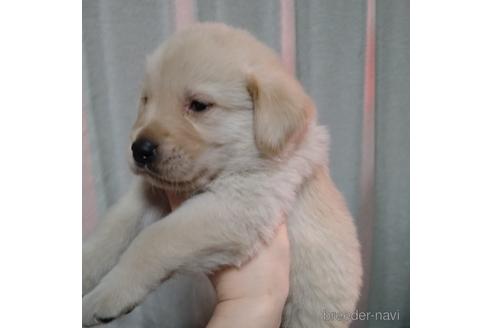 成約済の北海道のミックス犬-223144の4枚目
