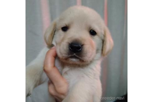 成約済の北海道のミックス犬-224470