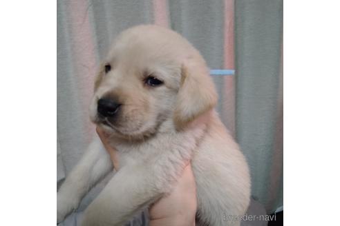 成約済の北海道のミックス犬-224470の4枚目