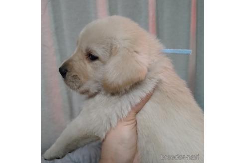 成約済の北海道のミックス犬-224470の3枚目