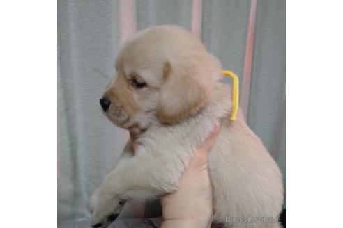 成約済の北海道のミックス犬-223148の2枚目