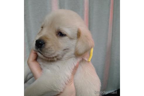 成約済の北海道のミックス犬-223148の3枚目