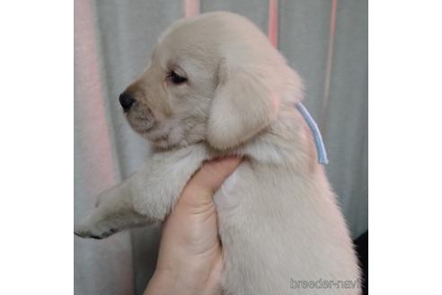 成約済の北海道のミックス犬-224473の2枚目