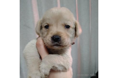 成約済の北海道のミックス犬-224476の1枚目