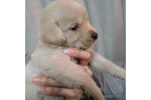 成約済の北海道のミックス犬-224476の3枚目