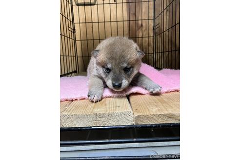 成約済の岡山県の柴犬-221195の1枚目