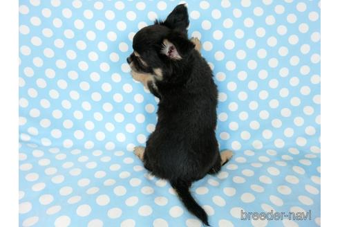 成約済の千葉県のチワワ(ロングコート)-218009の5枚目