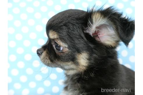 成約済の千葉県のチワワ(ロングコート)-218009の4枚目