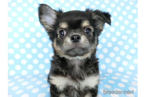 成約済の千葉県のチワワ(ロングコート)-218009の3枚目