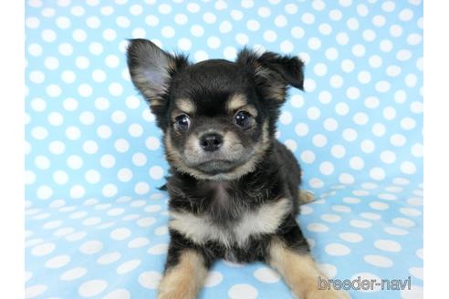 成約済の千葉県のチワワ(ロングコート)-218009の2枚目