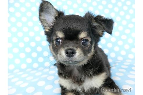 成約済の千葉県のチワワ(ロングコート)-218009の1枚目