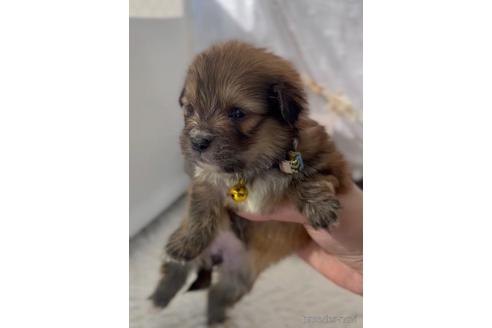 成約済の福岡県のミックス犬-224559の5枚目