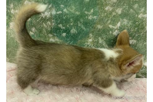 成約済の愛知県のウェルシュコーギーペンブローク-224581の5枚目