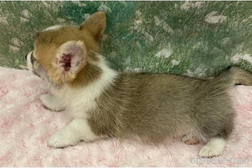 成約済の愛知県のウェルシュコーギーペンブローク-224581の4枚目