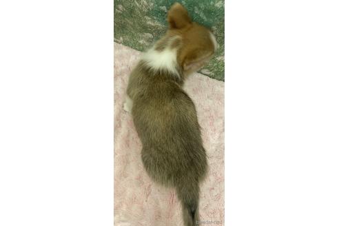 成約済の愛知県のウェルシュコーギーペンブローク-224581の3枚目