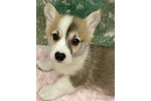 成約済の愛知県のウェルシュコーギーペンブローク-224581の2枚目