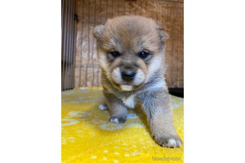 販売中の滋賀県の豆柴-224617