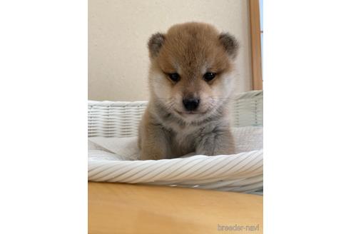 販売中の兵庫県の豆柴-224633