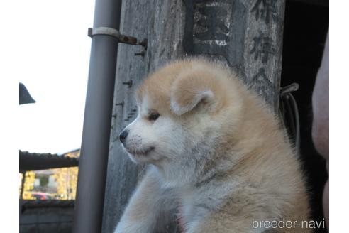 成約済の香川県の秋田犬-224405の3枚目