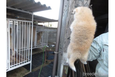 成約済の香川県の秋田犬-224405の4枚目