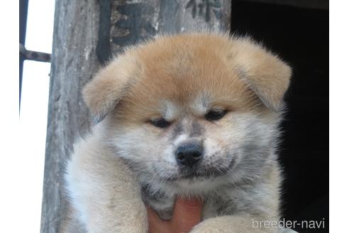 成約済の香川県の秋田犬-224412の2枚目