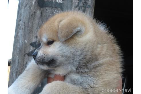 成約済の香川県の秋田犬-224412の4枚目