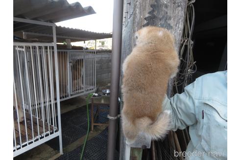 成約済の香川県の秋田犬-224412の5枚目