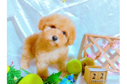 成約済の愛知県のトイプードル-214231の3枚目