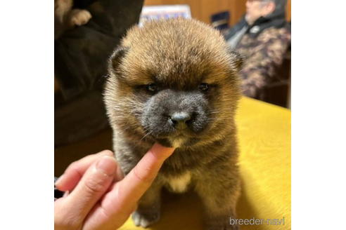 成約済の千葉県の柴犬-224650の1枚目