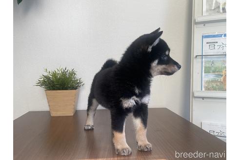 成約済の茨城県の柴犬-216493の5枚目