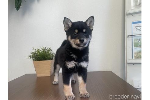 成約済の茨城県の柴犬-216493の1枚目