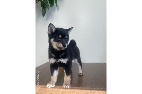 成約済の茨城県の柴犬-216493の4枚目