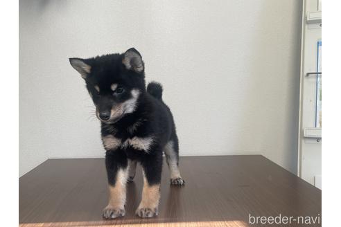 成約済の茨城県の柴犬-216493の3枚目