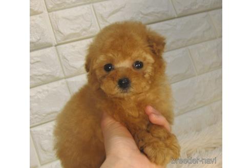 成約済の茨城県のトイプードル-224704の3枚目