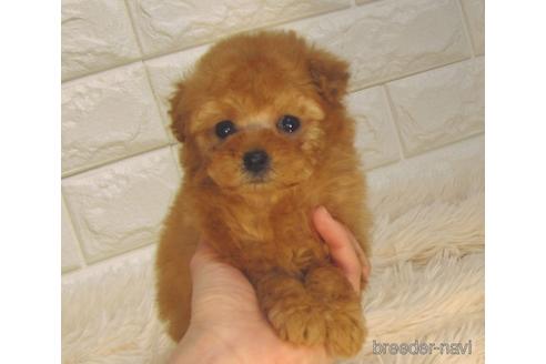 成約済の茨城県のトイプードル-224704の4枚目