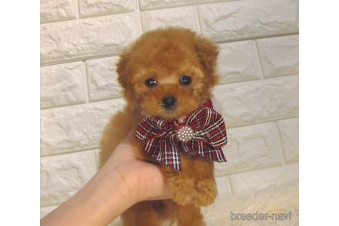 成約済の茨城県のトイプードル-224704の1枚目