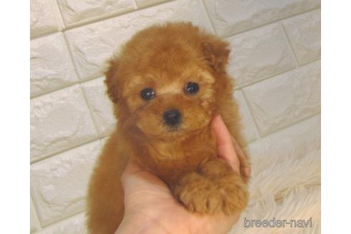 成約済の茨城県のトイプードル-224704の5枚目