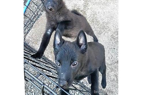 成約済の茨城県のスキッパーキ-209141の2枚目