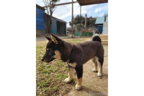 成約済の千葉県の柴犬-210737の2枚目