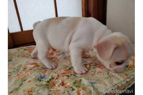 成約済の神奈川県のフレンチブルドッグ-224731の6枚目