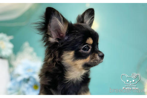 成約済の愛知県のチワワ(ロングコート)-206979の2枚目